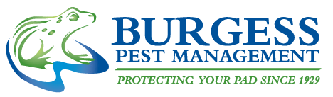 pest control woking